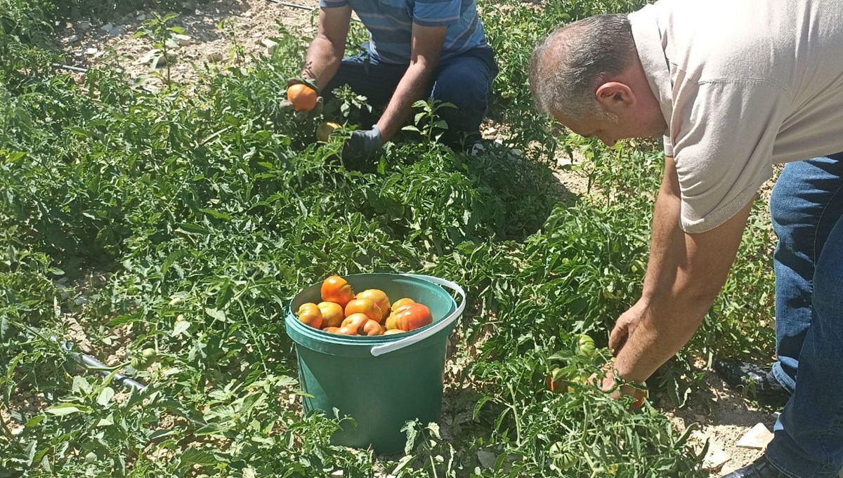 Kayısı meyve vermeyince domates ekti: Hasat etmeye başladı