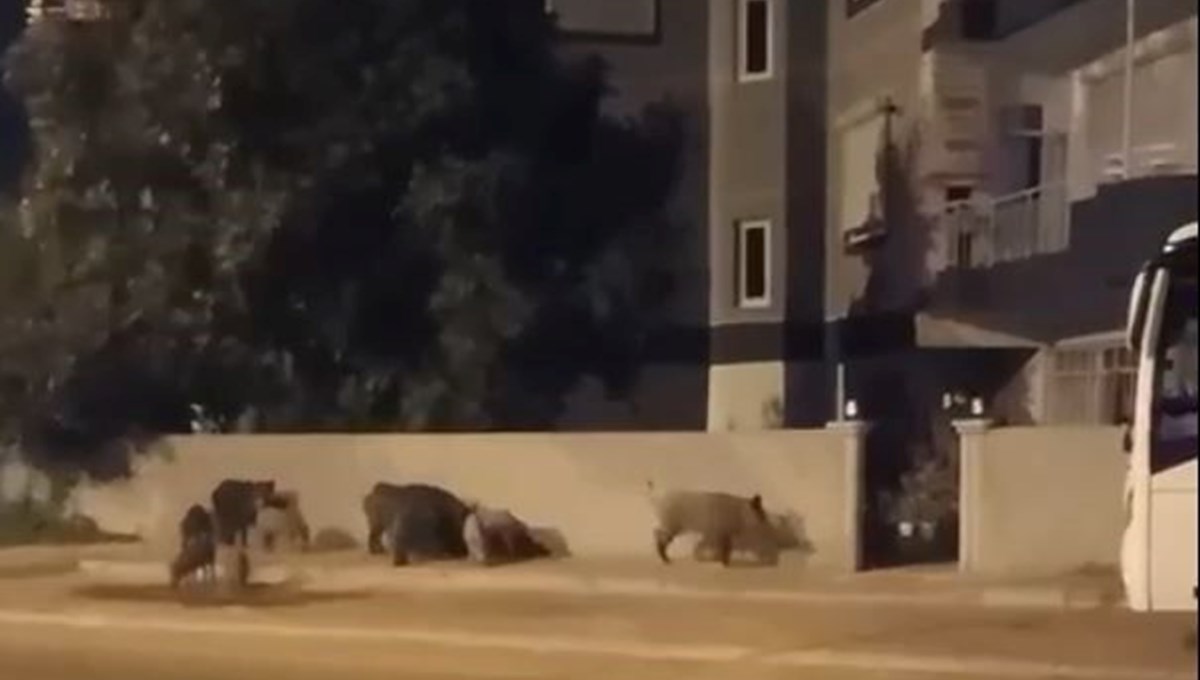 Domuz sürüsü şehre indi, site sakinleri dışarıda mahsur kaldı Domuz sürüsü şehre indi, site sakinleri dışarıda mahsur kaldı