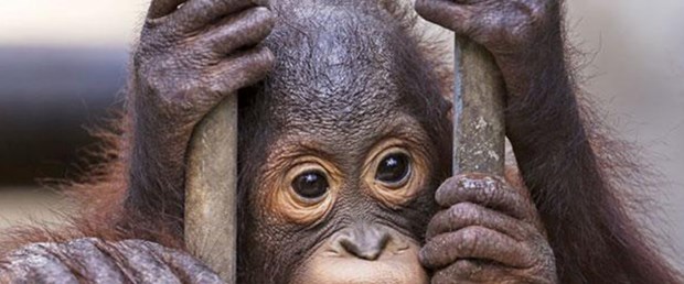 orangutan.jpg