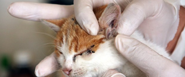 3 kulaklı kedi şaşırttı