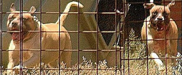 3 yaşındaki çocuk 4 köpek tarafından öldürüldü