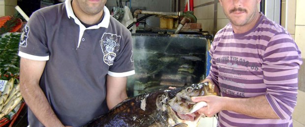 30 kiloluk sazan oltaya geldi