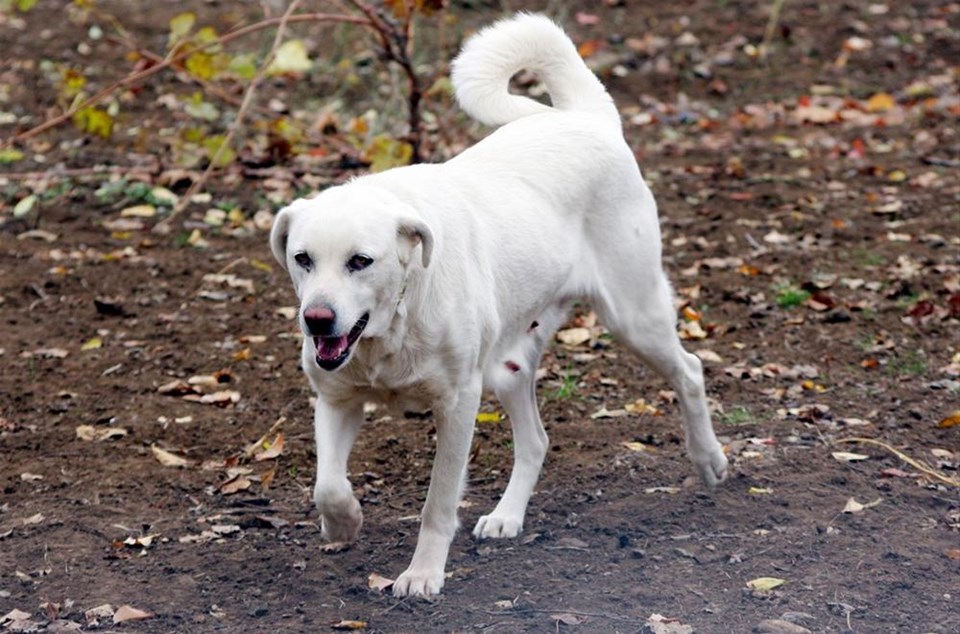 �Akbaş� cinsi köpeğe uluslararası ilgi 1 NTV