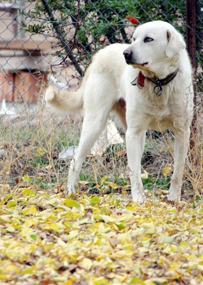 akbaş köpek cinsi