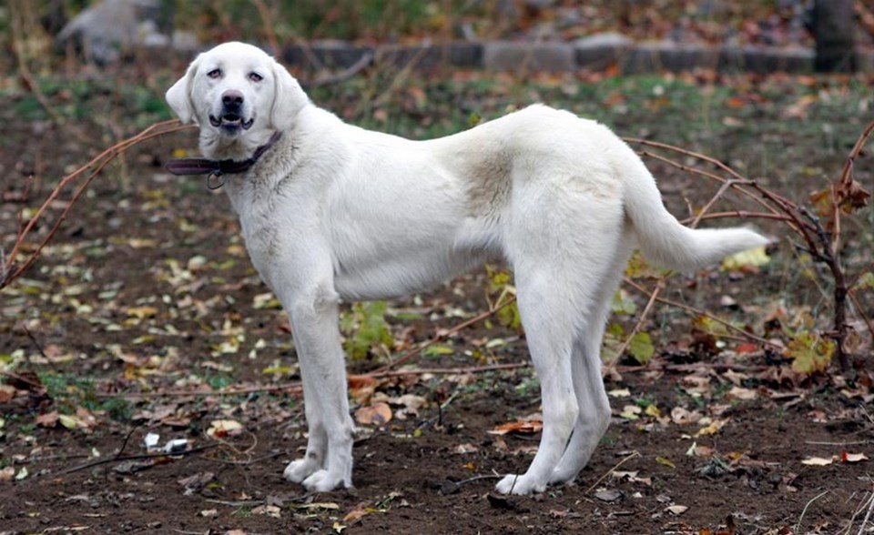 �Akbaş� cinsi köpeğe uluslararası ilgi 1 NTV