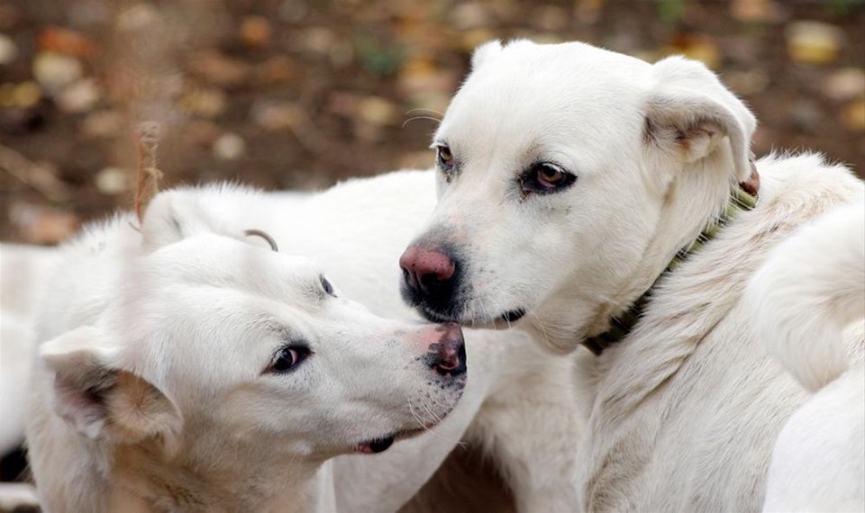 �Akbaş� cinsi köpeğe uluslararası ilgi 1 NTV