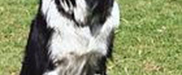 Akıllı köpek Chaser 1022 isim biliyor