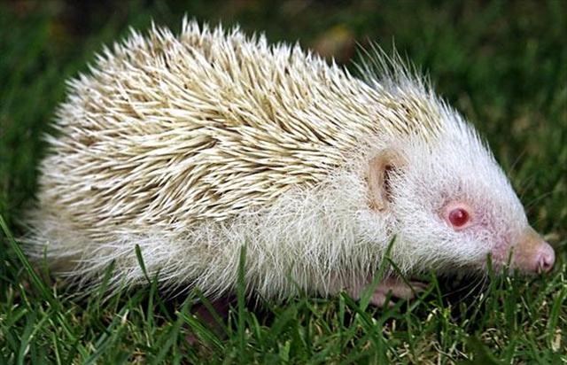 albino hayvanlar ile ilgili görsel sonucu