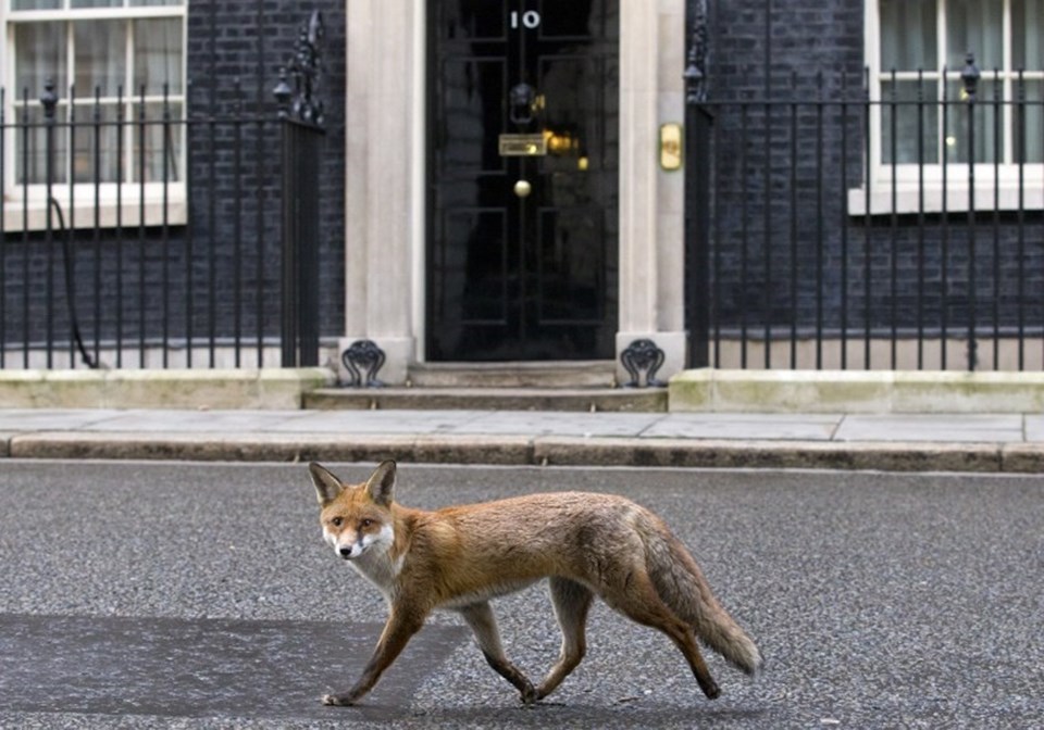 İngiltere’de gazeteler bu fotoğrafı kullanarak başbakan David Cameron’u da alaya alıp “O uyuruken 10 Numara’da tilkiler cirit atıyor" ifadelerini kullanarak haberler yaptı.