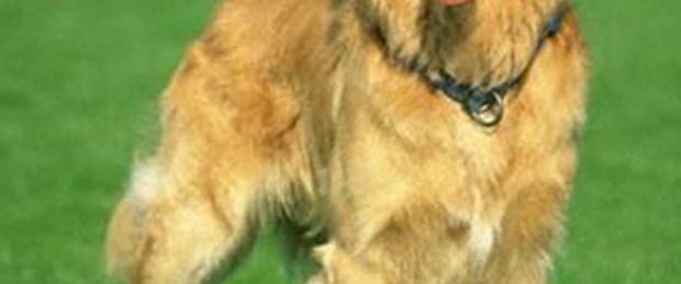 Bazı köpeklerin niye bukleleri var?