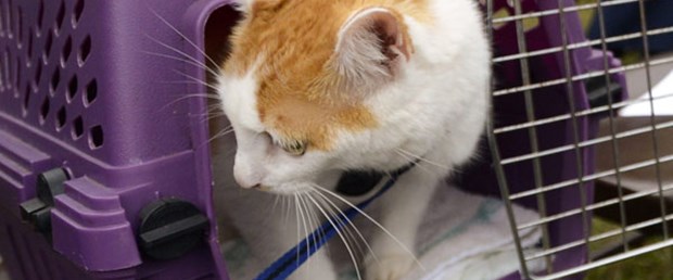 Bin 500 kedi Moskova'da buluştu