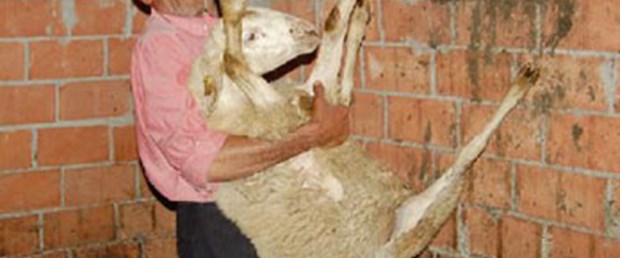 Çalınan koyunlarına DNA ile kavuştu