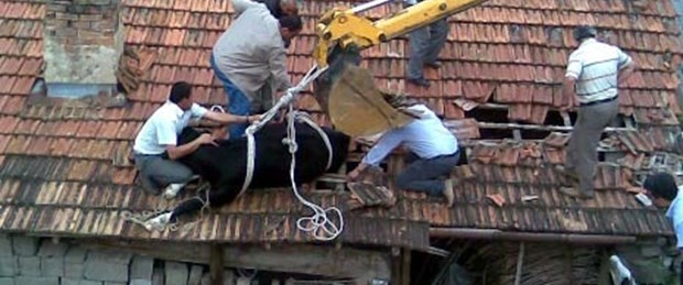 Çatıya düşen düveyi, iş makinesi kurtardı