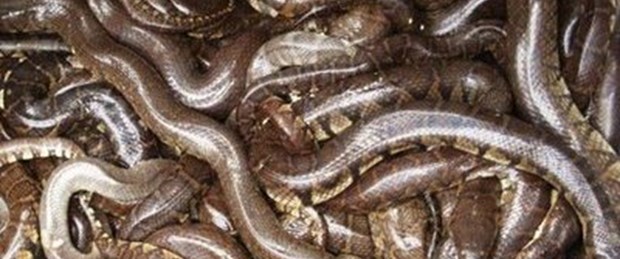 Çin'e kaçırılmak istenen 10 bin yılan yakalandı