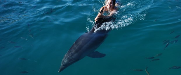 Dolphin Park'ta Yunuslar ile yüzmek..