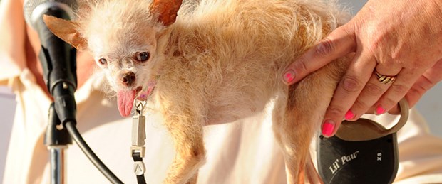 'Dünyanın en çirkin köpeği' öldü