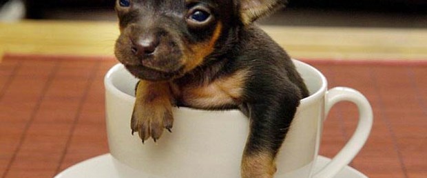 Dünyanın en küçük köpeği sadece 15 gram