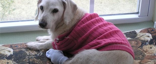 Dünyanın en yaşlı köpeği öldü