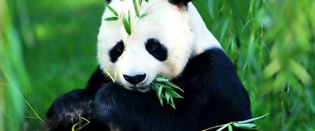 En iyi çay panda gübresiyle yetiştiriliyor