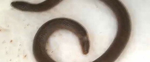 Evden iki kafalı yılan çıktı