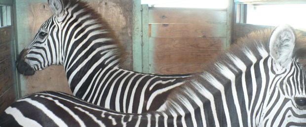 Fil, su aygırı, zebra ve maymunlar Mersin’de