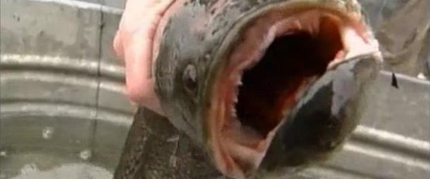‘Fishzilla’ şehri alarma geçirdi