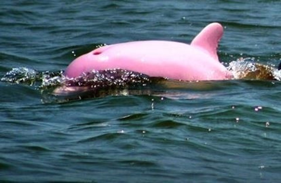Pembe yunusların sayısı 12 yıl içinde 150'den 60'a düştü.