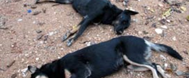 İstanbul'da toplu köpek itlafı girişimi