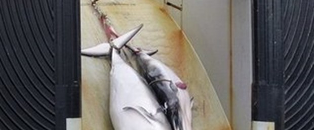 Japonya'da 680 balina öldürüldü