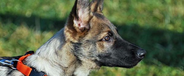 Karakoldan köpek çaldılar