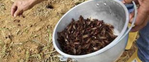 Karıncaları yemek için topluyorlar