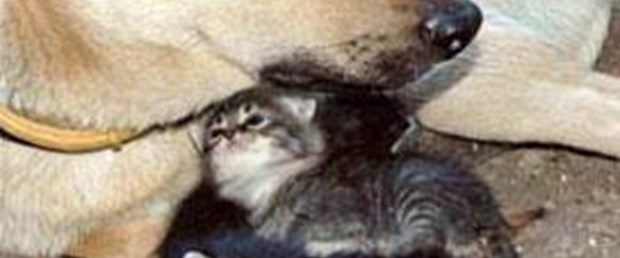 Kedi ve köpeklerin arasındaki çocuk: Nataşa
