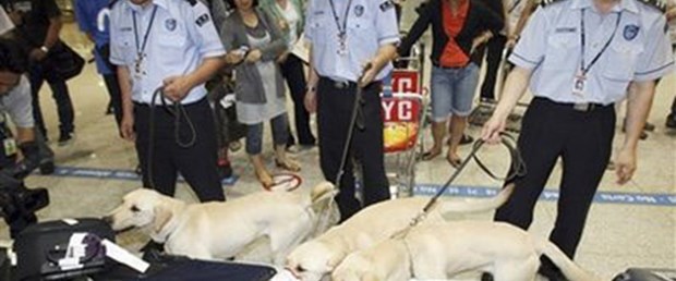 Klon köpekler işbaşında
