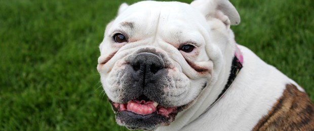 Köpek sahibini vurdu