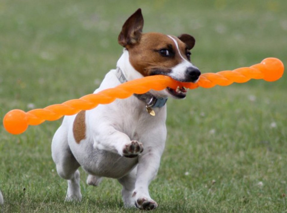 Çavuş Paul Blair esnek ‘Safestix’i dört yaşındaki Jack Russell cinsi köpeği sopa kovalarken yaralandıktan sonra tasarlamış