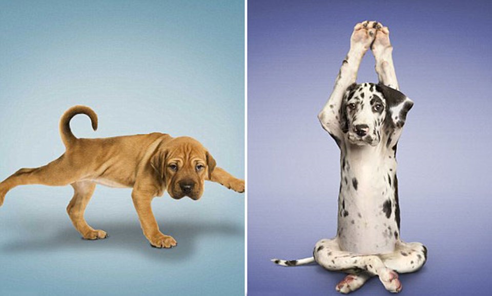 Egzersiz yapan köpekler!