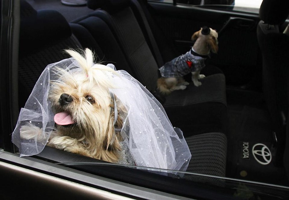 Прикольная картинка йорка в свадебном платье