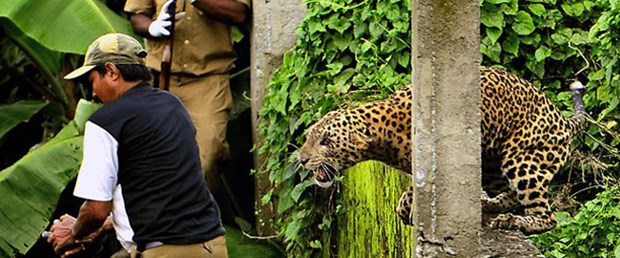 Köy ortasında leopar avı