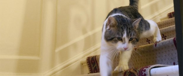Larry kedi olalı bir fare tuttu