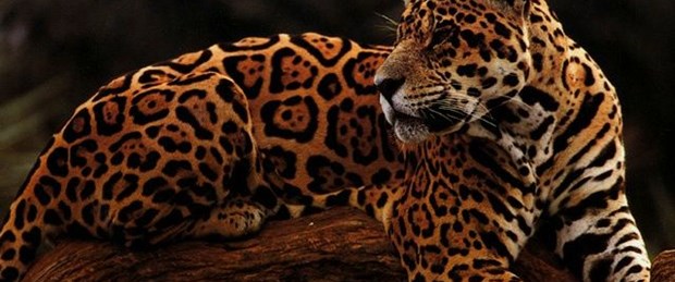 Leopar eti yemenin cezası