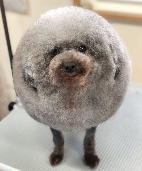 İNTERNETİN YENİ FENOMENİ