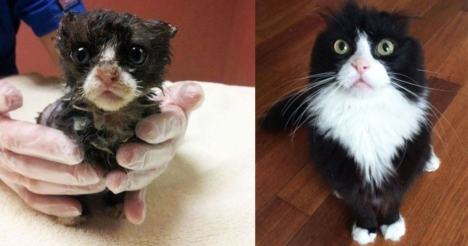 İKİNCİ BİR ŞANSLA HAYATA TUTUNAN HAYVANLAR