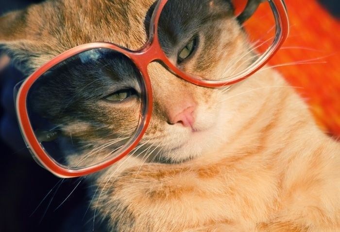 BUGÜN DÜNYA KEDİLER GÜNÜ