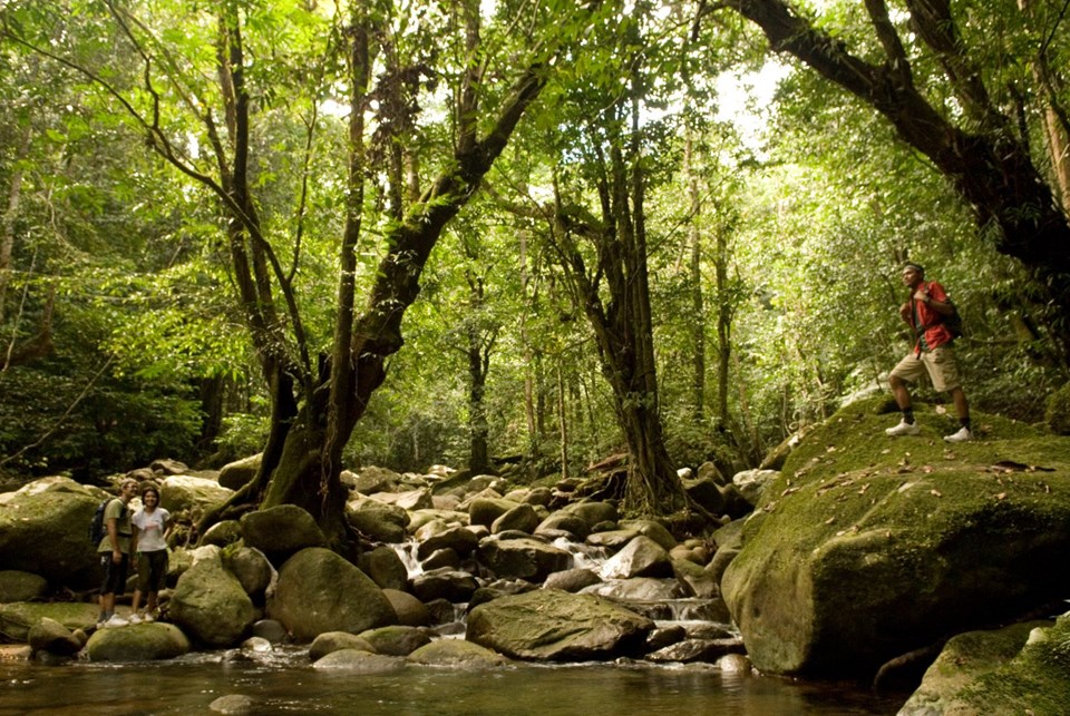 130 MİLYON YILLIK YAĞMUR ORMANI: TAMAN NEGARA