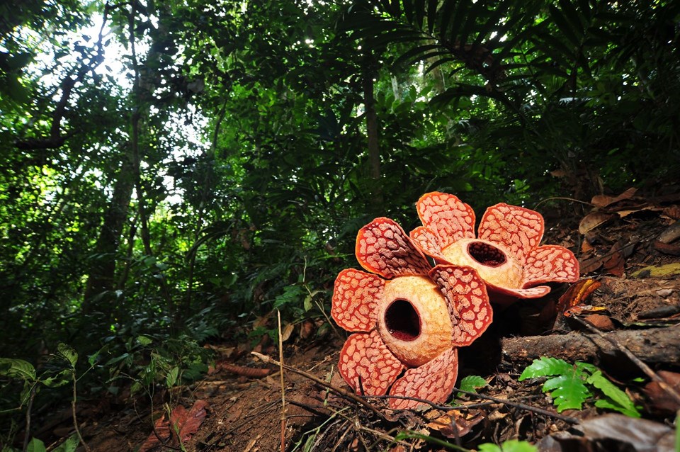 DÜNYANIN EN BÜYÜK ÇİÇEĞİ: RAFFLESIA