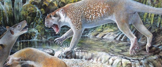 avustralyada-18-milyon-yil-onceki-marsupial-aslan-turu-ortaya-cikti_7705_dhaphoto1.jpg