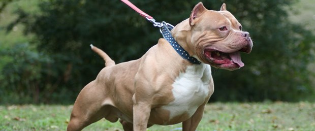 Pit-Bull-Dog-6.jpg