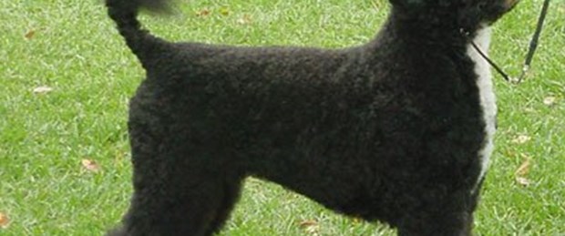 Obama ailesi köpek kararını verdi