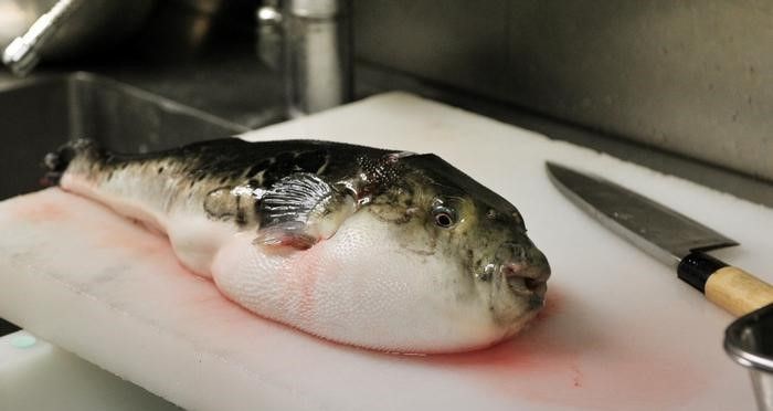 BU BALIK İÇİN EHLİYET GEREKİYOR