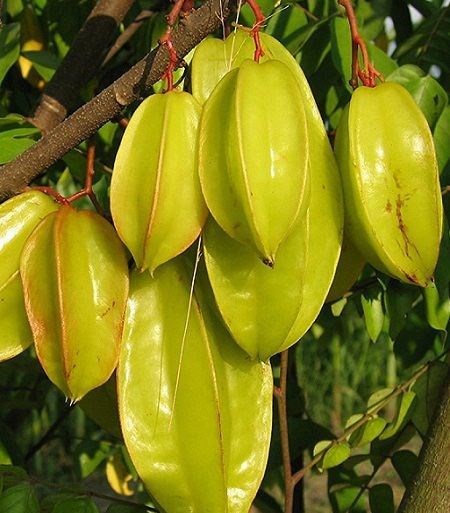 BU MEYVE HER ZAMAN "YILDIZ" OLMAYABİLİR